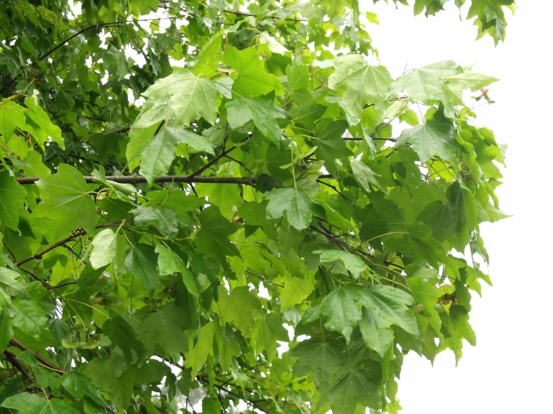 Acer campestre / Acero campestre